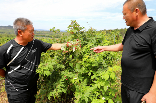 图1：驻村干部查看树莓长势情况。_副本.jpg